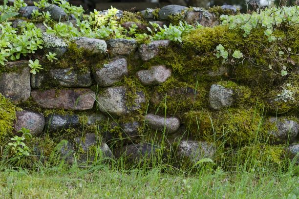 Deterioration of stone - vegetation